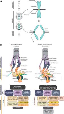 Kinetochore Architecture Employs Diverse Linker Strategies Across Evolution